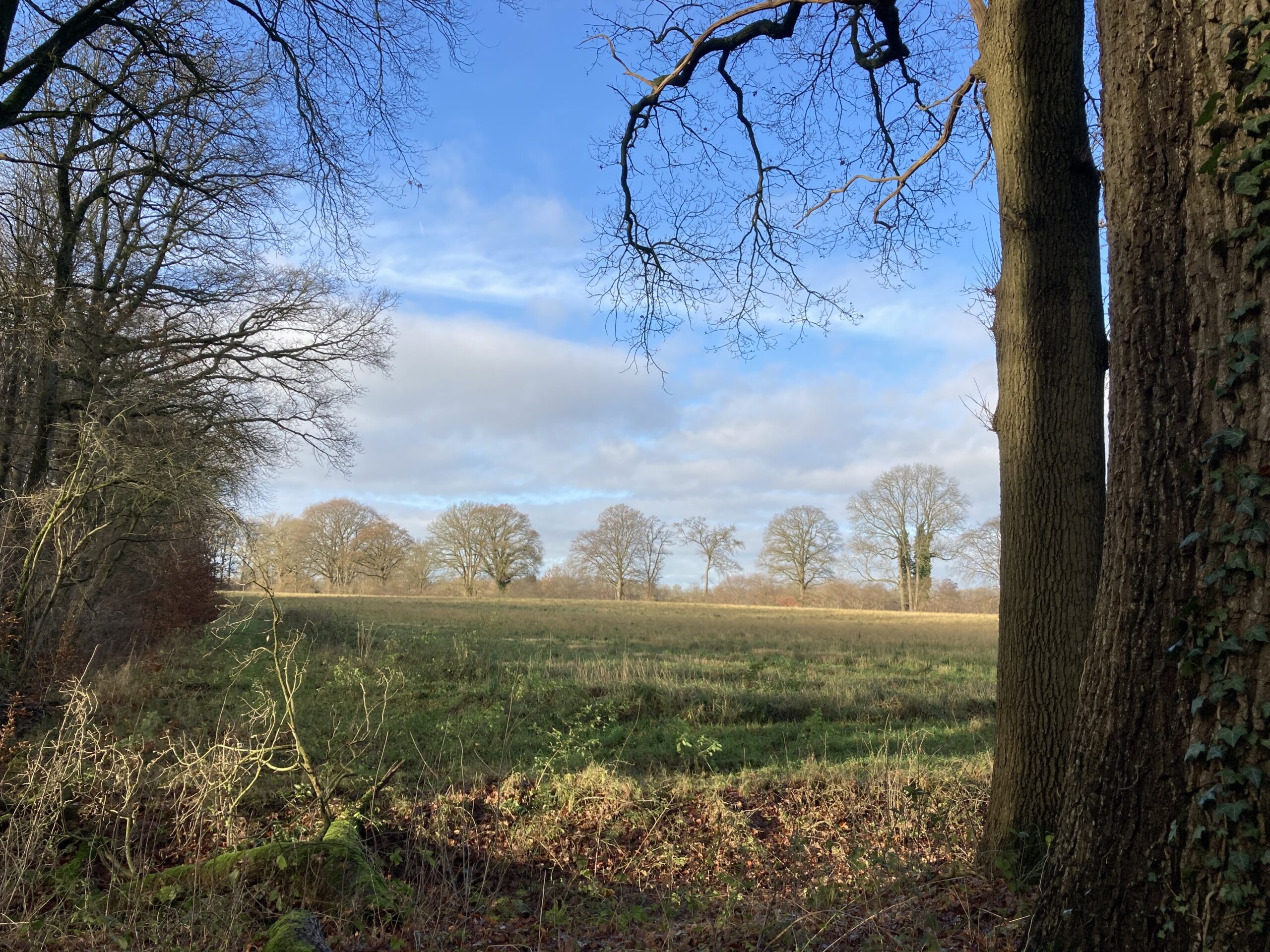 Open veld met kale bomen onder een blauwe lucht, omgeven door bosrand.