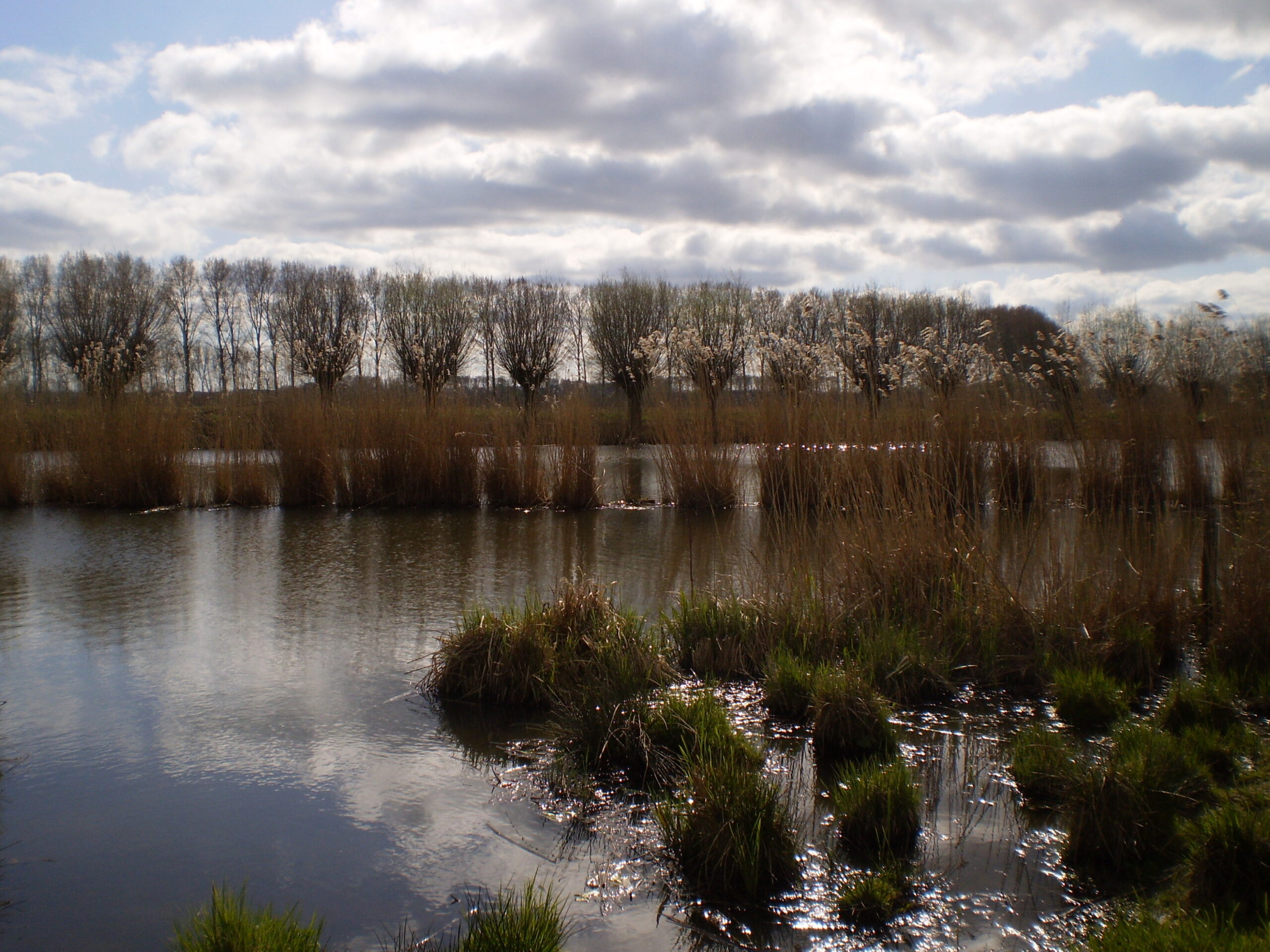 Rustig meer met riet, bomen op achtergrond en bewolkte lucht.