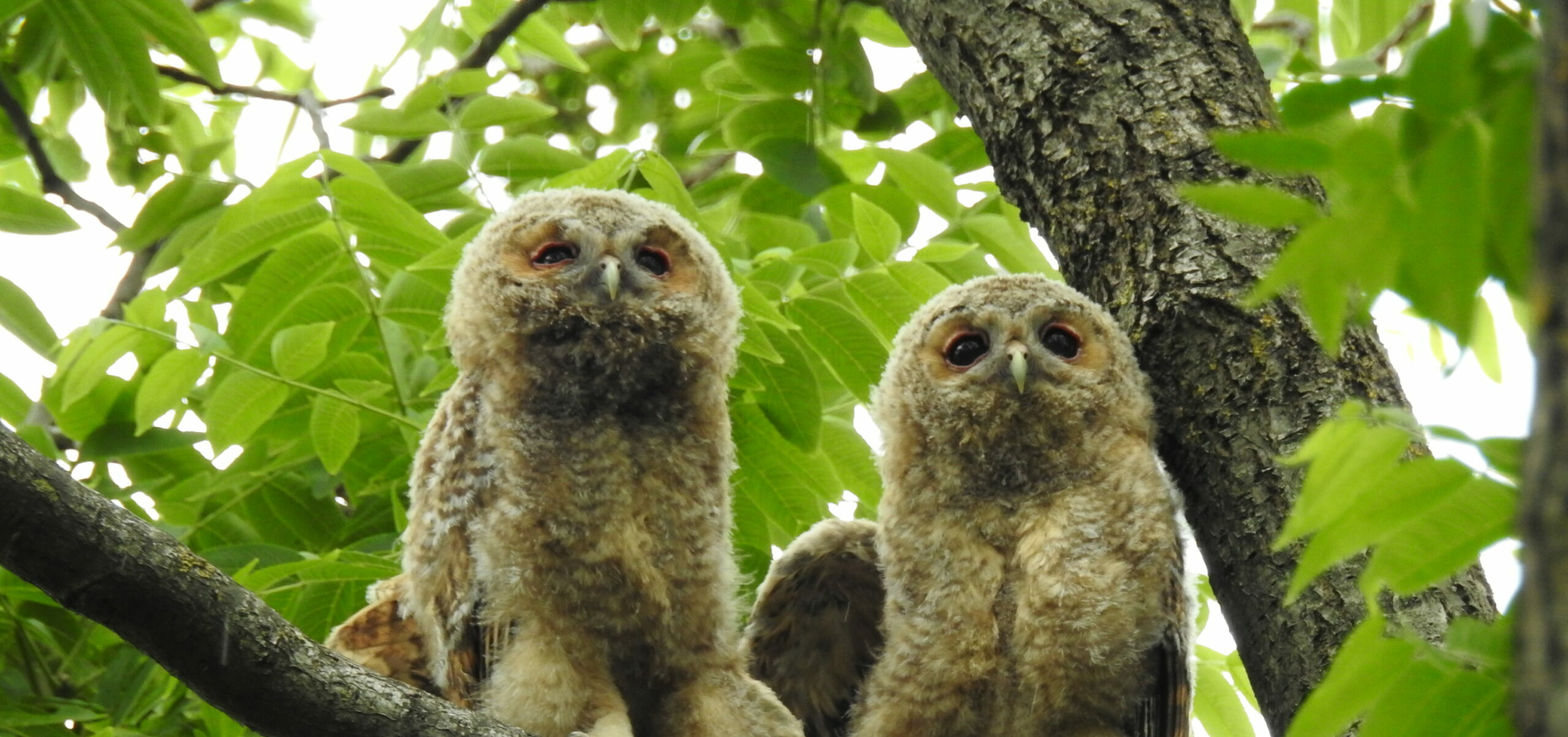 Twee jonge uilen zitten op een tak, omringd door groene bladeren.