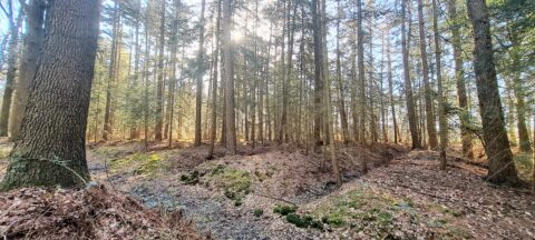 Zonnige bosgrond met hoge, dichte naaldbomen en licht doordringend door het bladerdak.