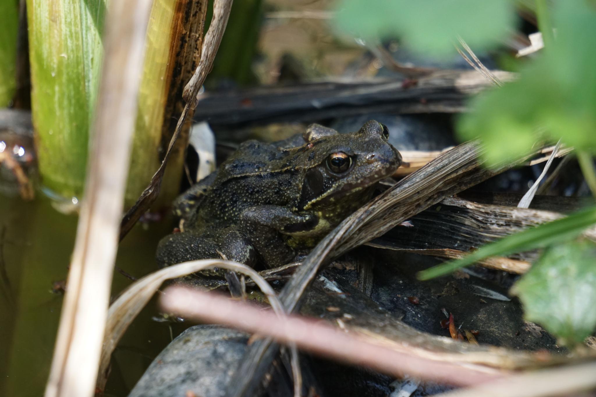 Kikker verstopt tussen groene bladeren en droge stengels in een natuurlijke omgeving.