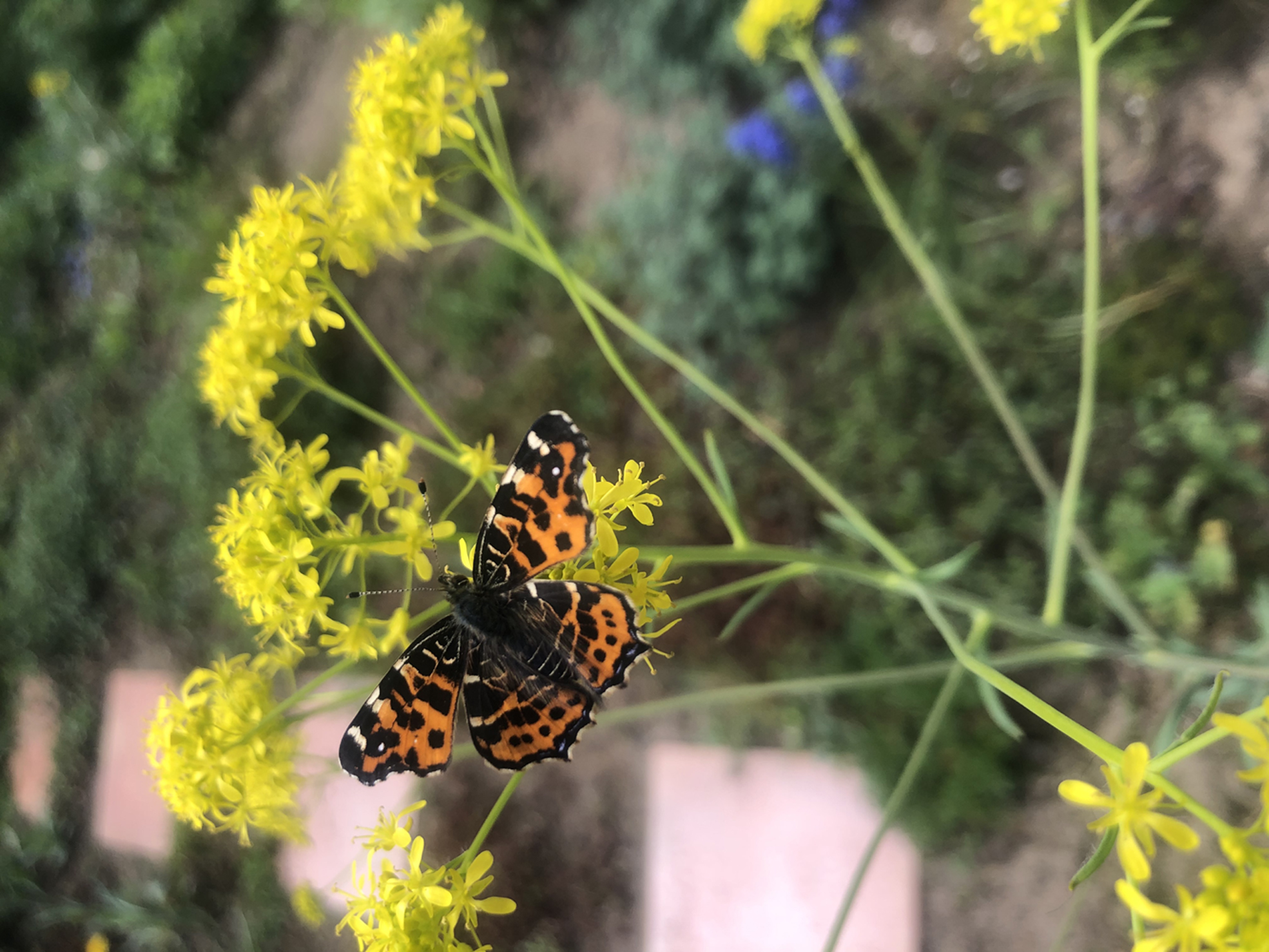 Vlindersoort Landkaartje