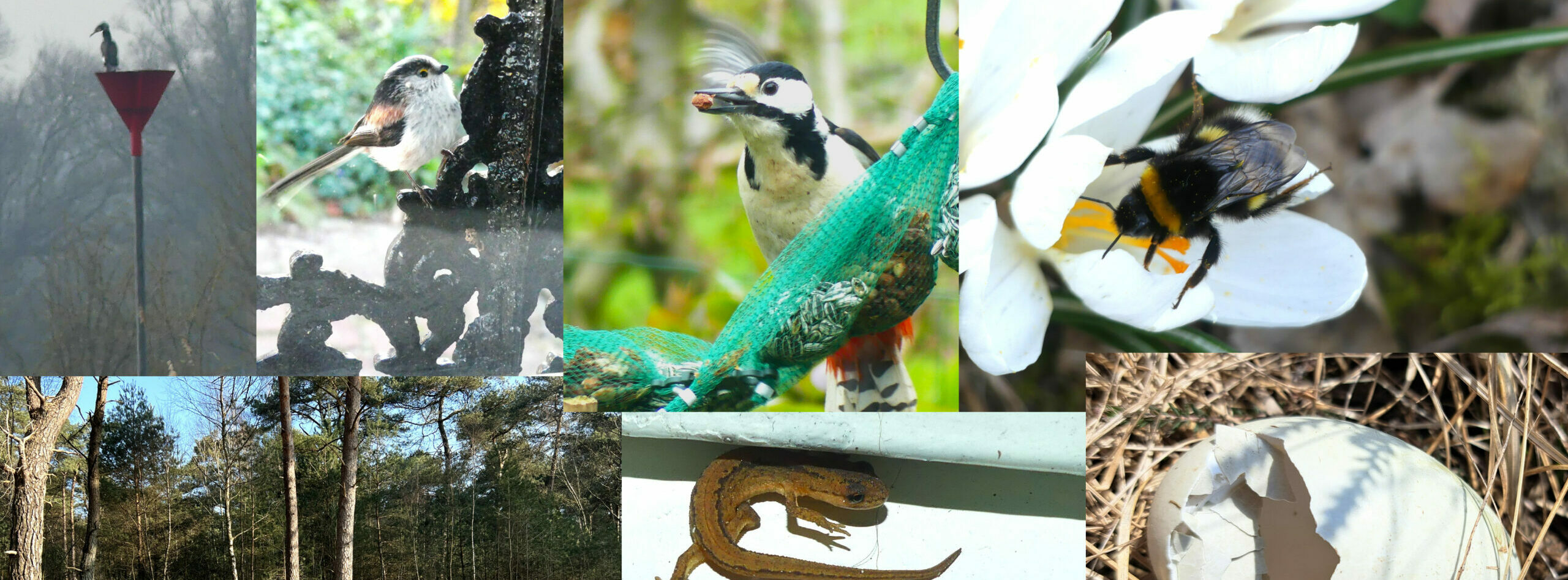 Collage van natuur: reiger op paal, vogels op hek, bonte specht, bij op bloem, bos, hagedis, gebroken ei.