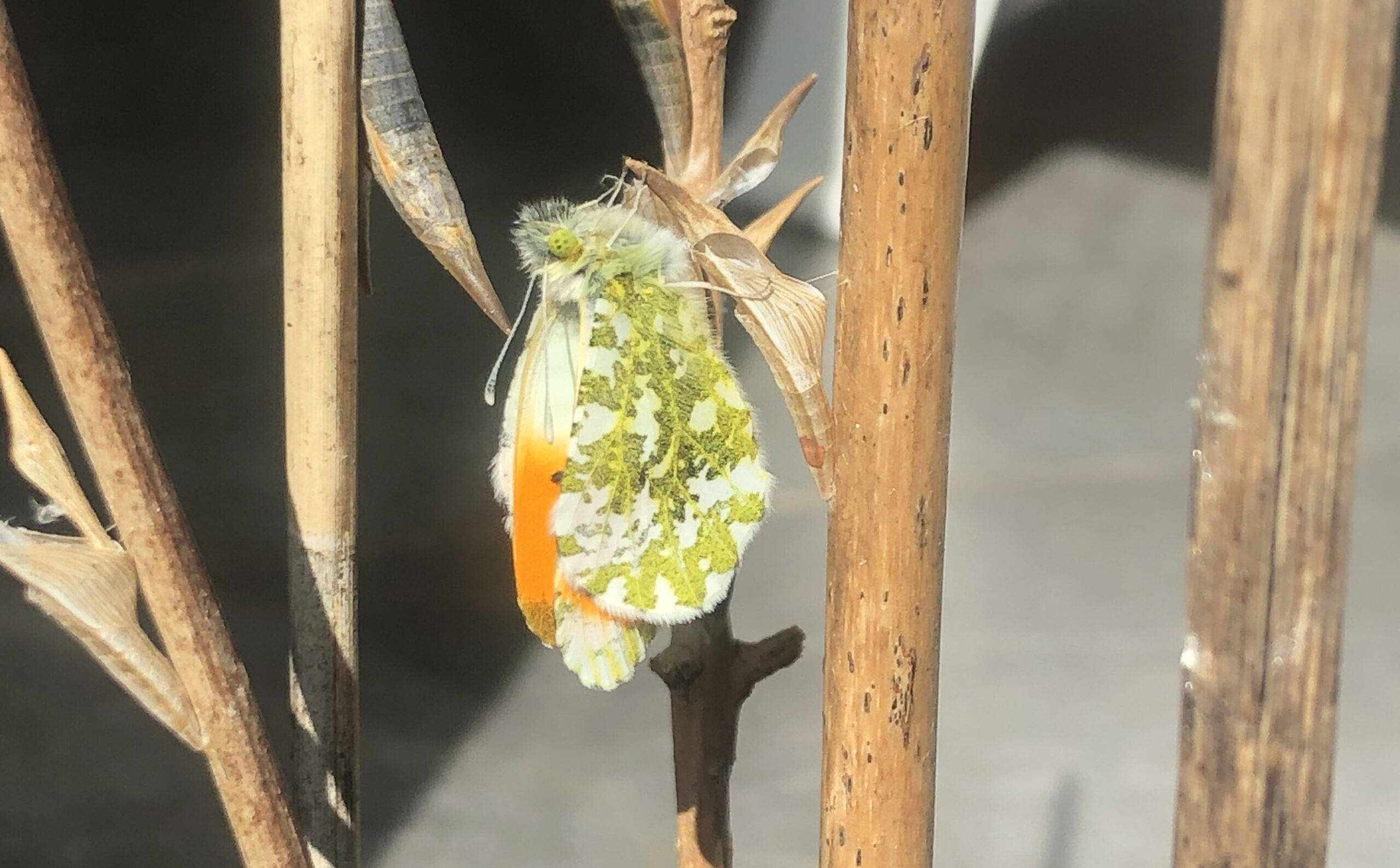 Oranje-tip vlinder rustend op bruine stengel, tegen een wazige grijze achtergrond.