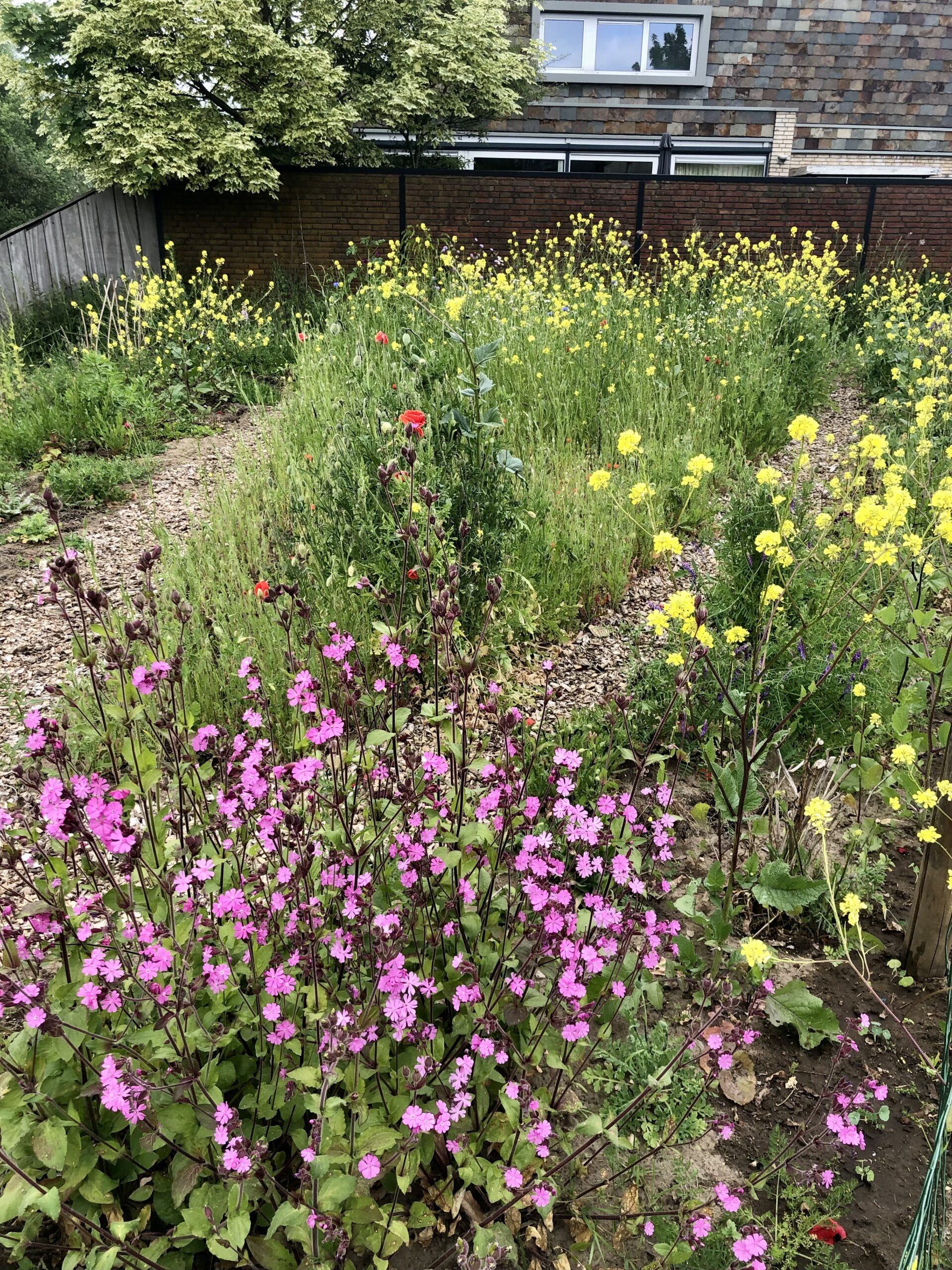 Bloemrijke tuin met paarse en gele bloemen, omgeven door een lage bakstenen muur.
