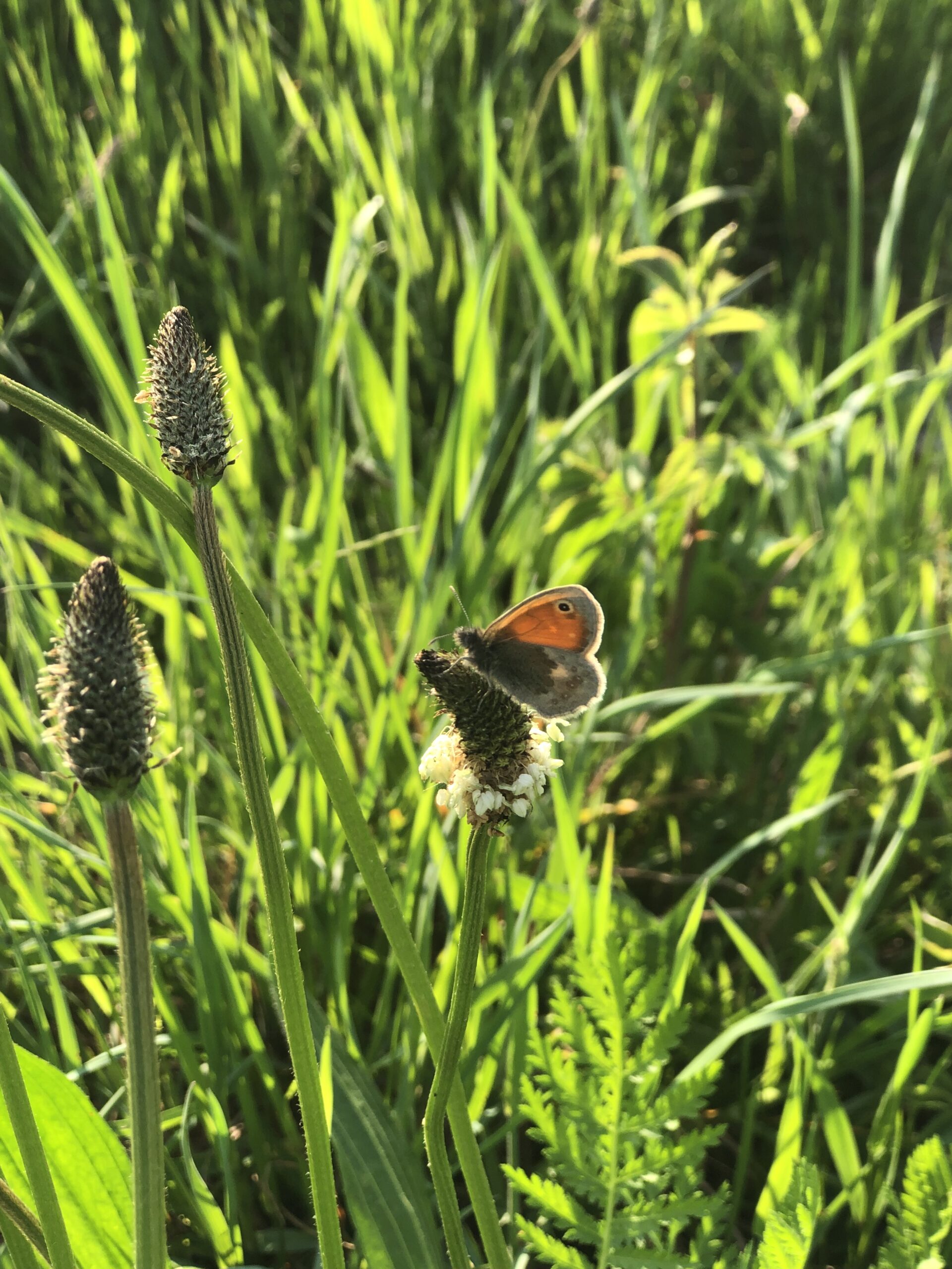 Een vlinder rust op een zaadkop omringd door groen gras in helder zonlicht.