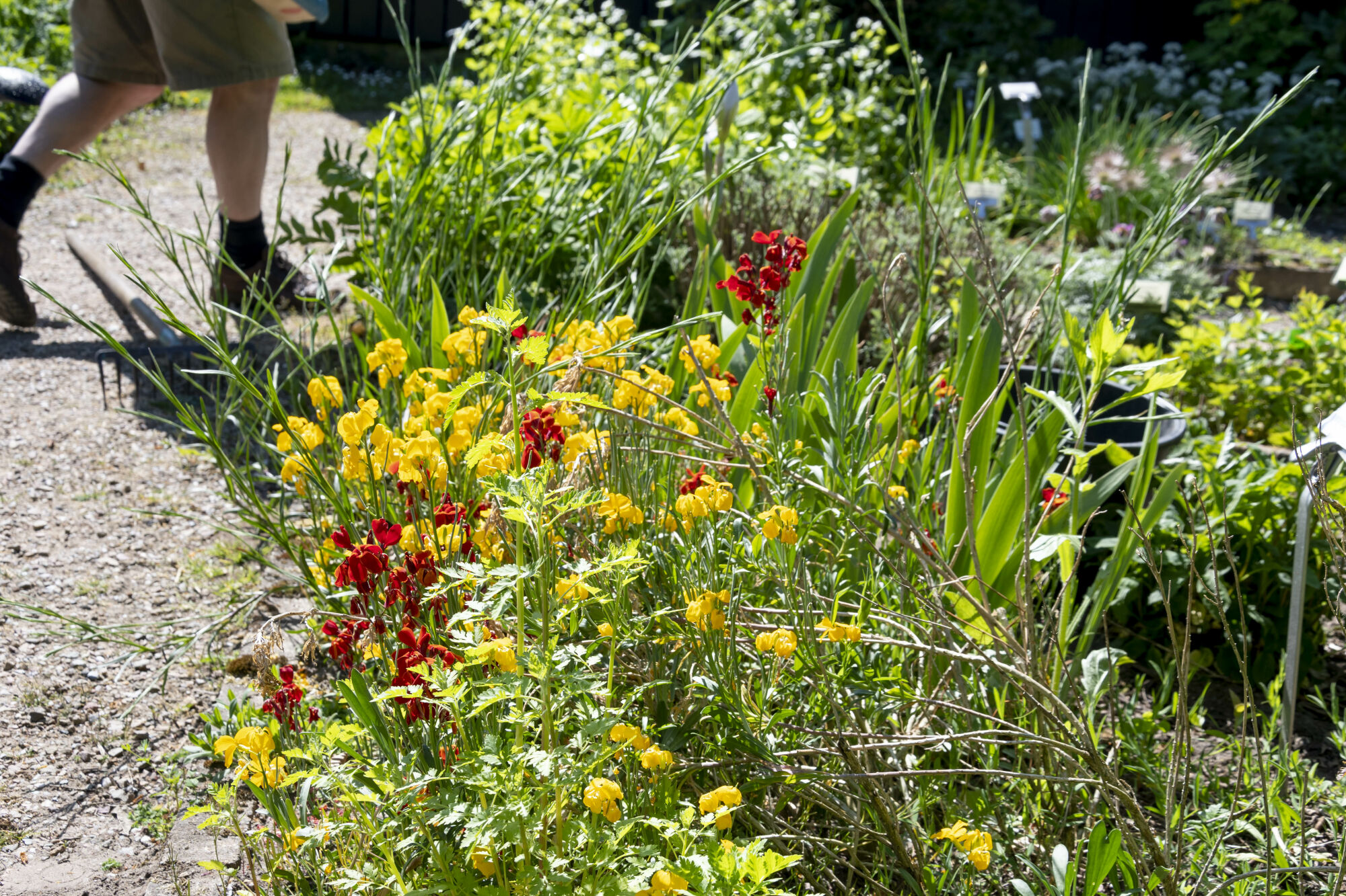 Persoon loopt naast een tuinpad met felgele en rode bloemen in volle bloei.