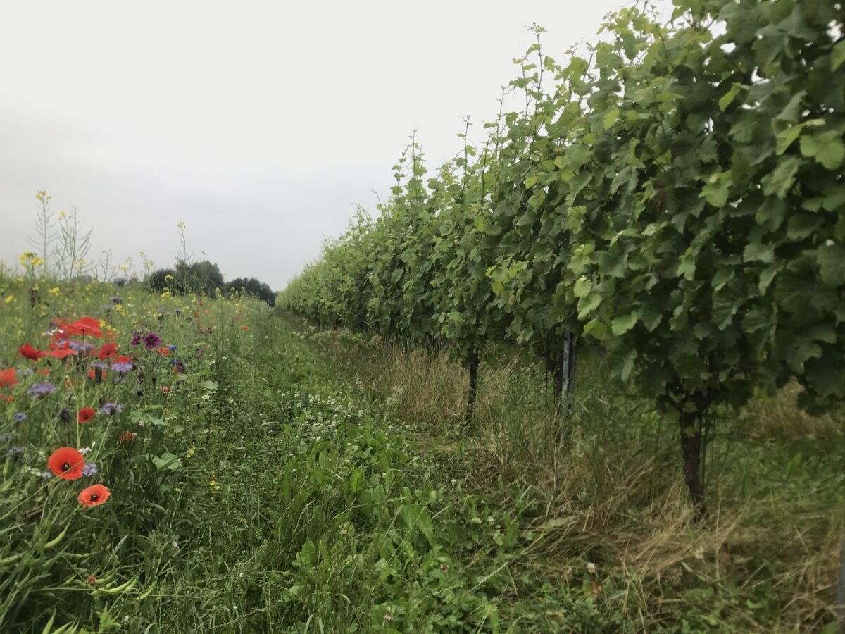Wijngaard met rij groene wijnstokken rechts en kleurrijke bloemen links onder bewolkte hemel.