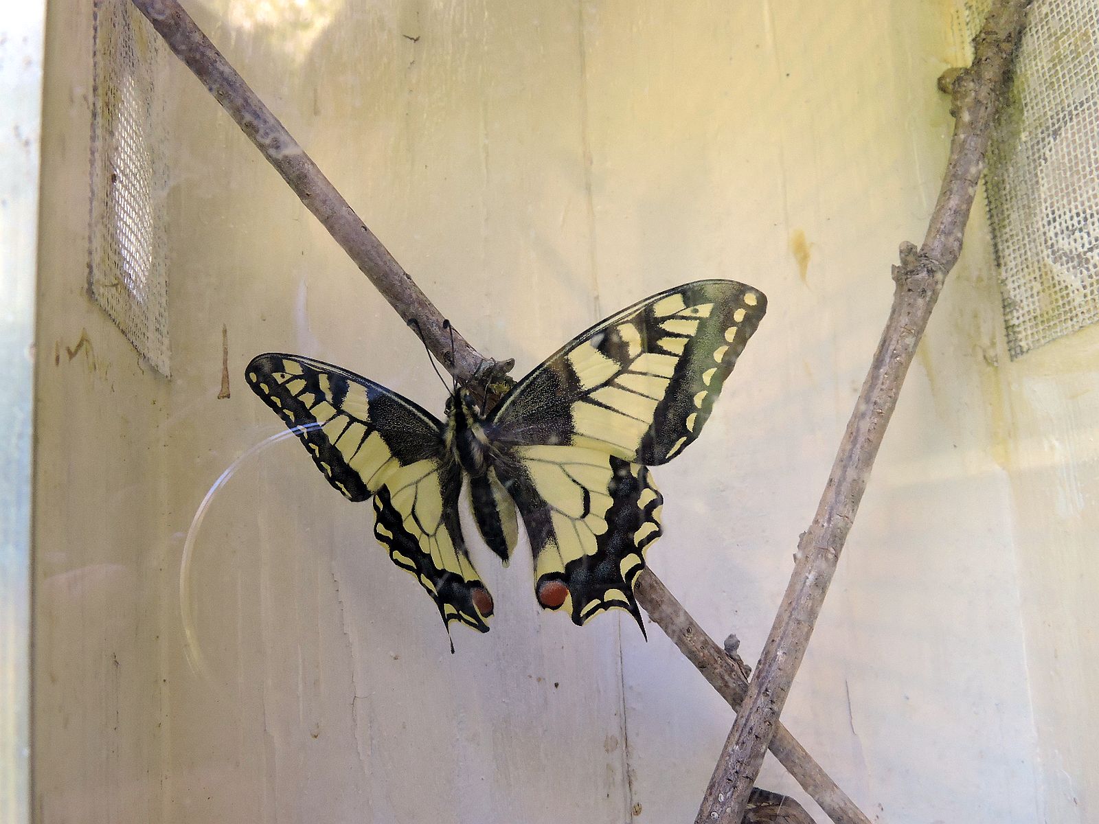 Een grote, zwart-gele vlinder rust op een tak binnen een glazen kast.