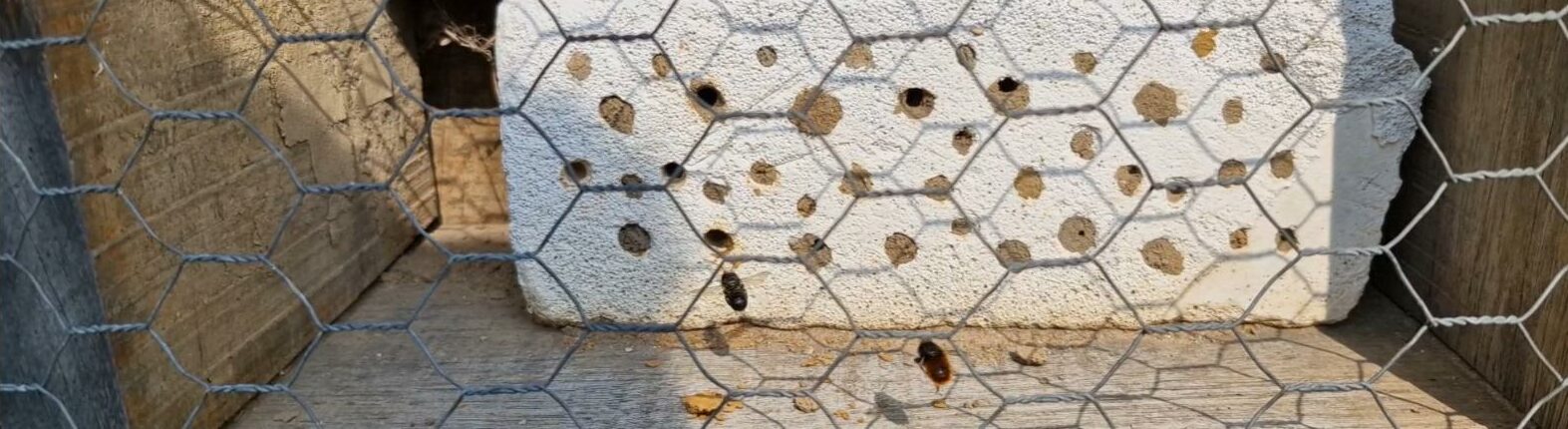 Houten kast met gaas, wit blok met ronde gaten en enkele insecten.