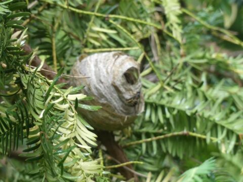Wespennest in een groenblijvende boom met omringende naalden.