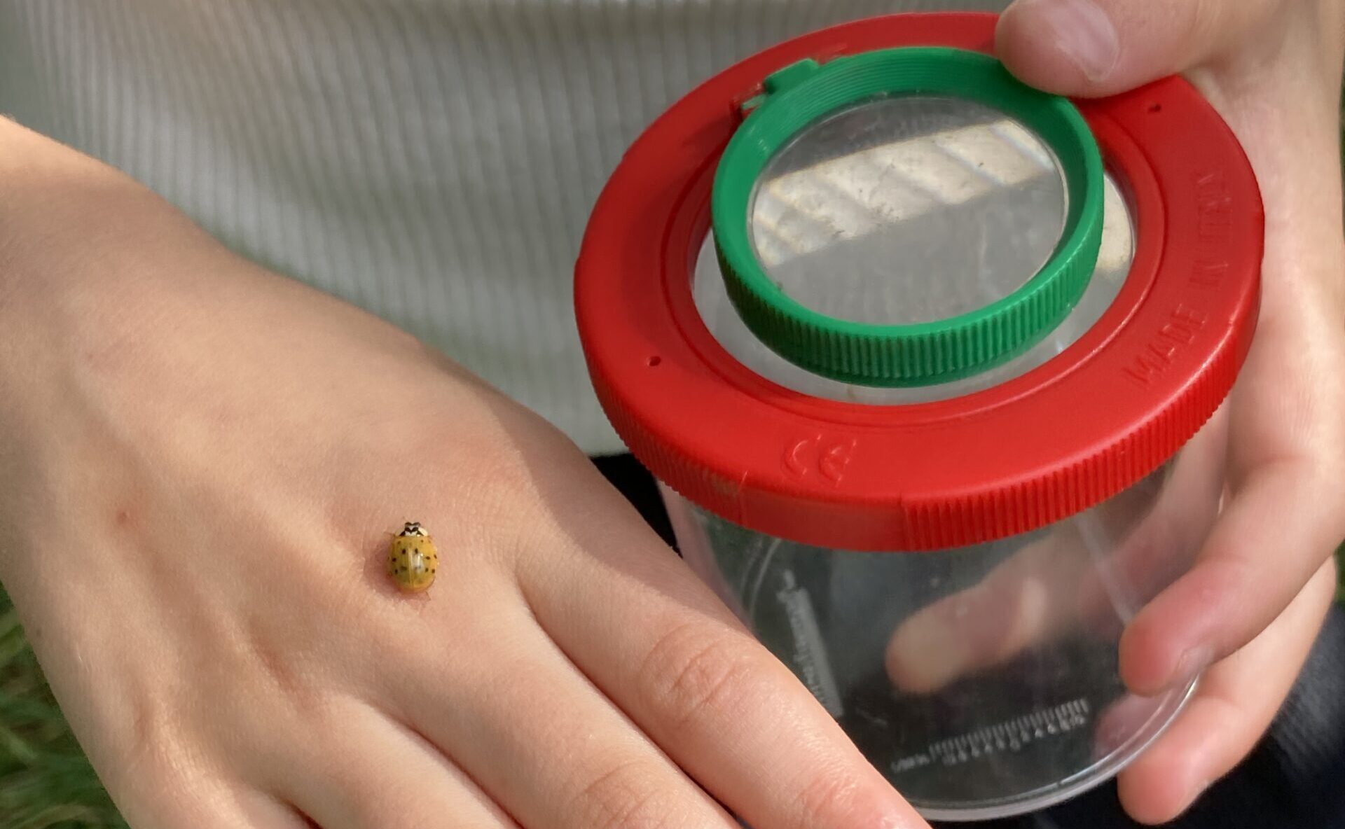 Een lieveheersbeestje op een hand met een rood-groene insectenpot ernaast.