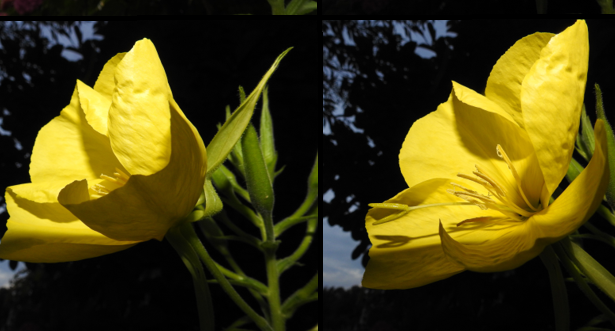 Twee close-ups van gele bloemen tegen een donkere achtergrond.