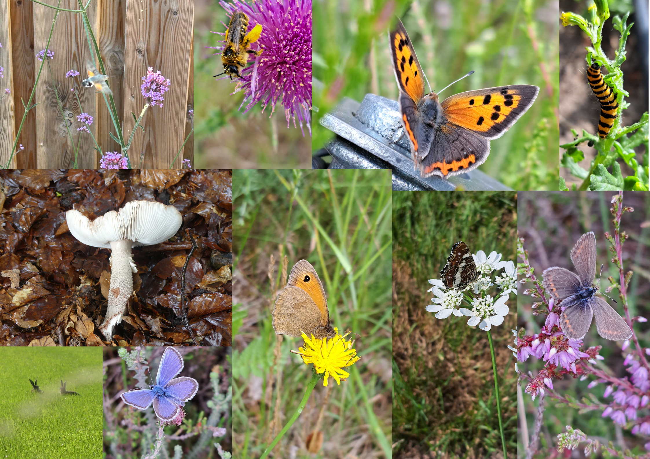 Collage van insecten en paddenstoel in natuurlijke omgeving, met vlinders en bloemen.