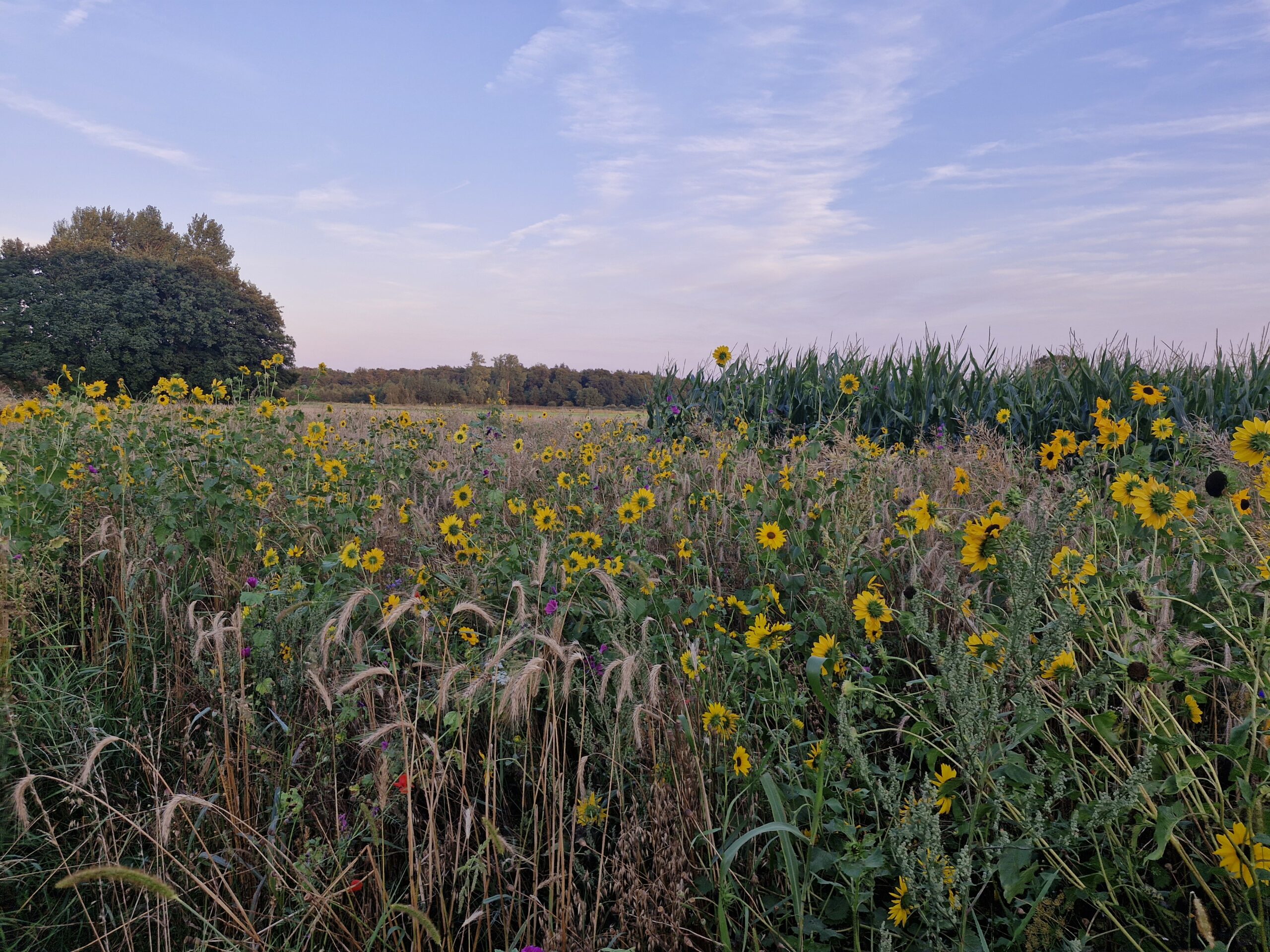 Bloemenveld met zonnebloemen onder een blauwe lucht, omringd door bomen en gras.