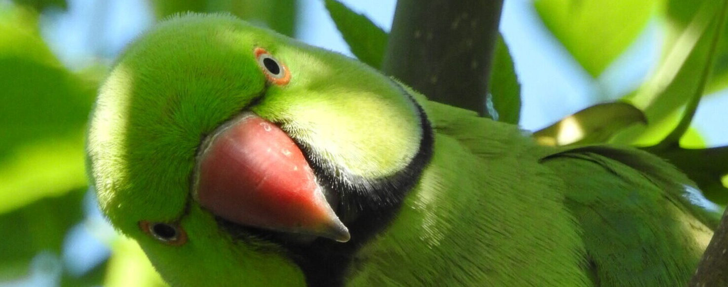 Groene papegaai met rode snavel kijkt schuin onder bladeren door.