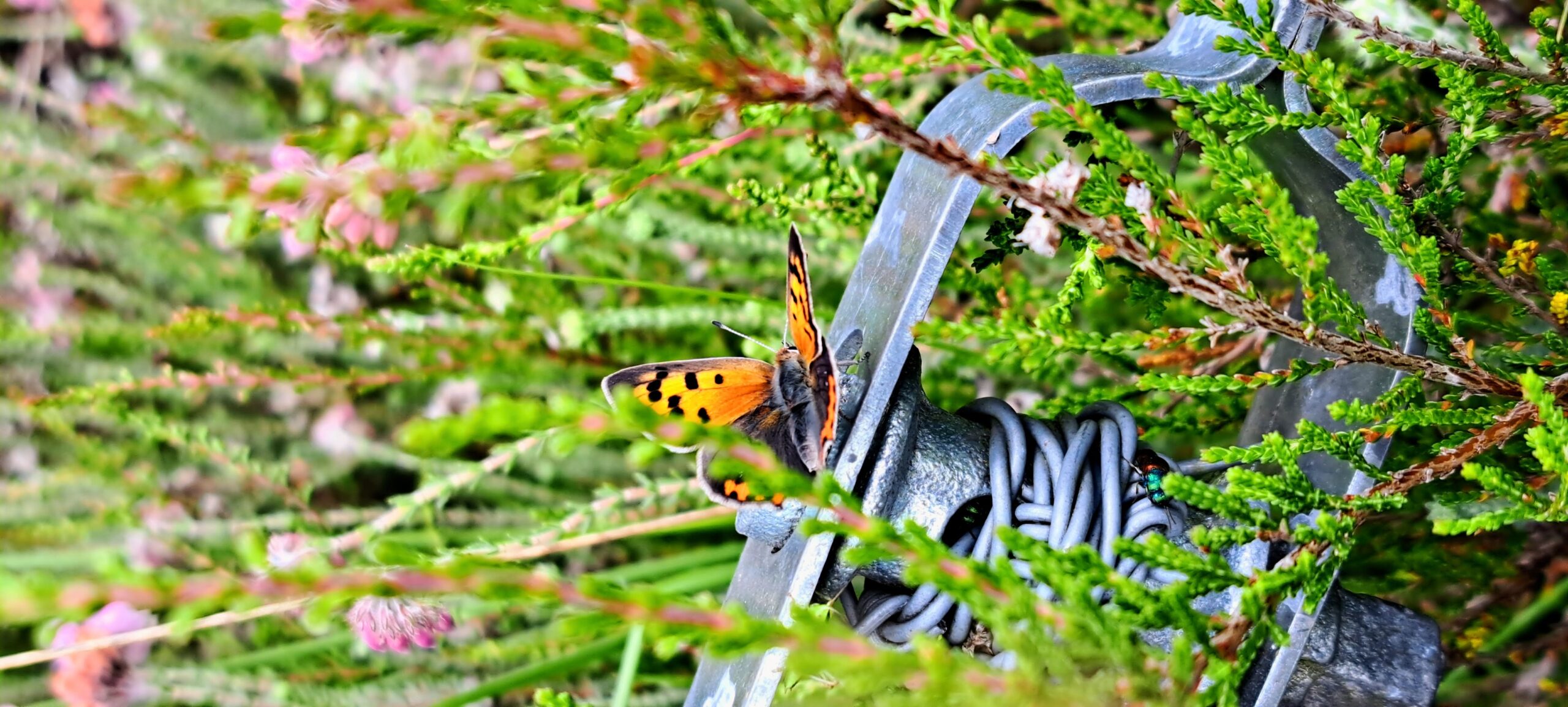 Vlinder op stalen kabel in groene struiken, met kleine roze bloemen.