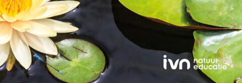 Waterlelie en blauwe waterjuffer op blad in vijver, met logo IVN Natuur Educatie rechts.