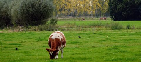 Koe graast op groen veld met bomenrij en kraaien, herfstkleuren op achtergrond.