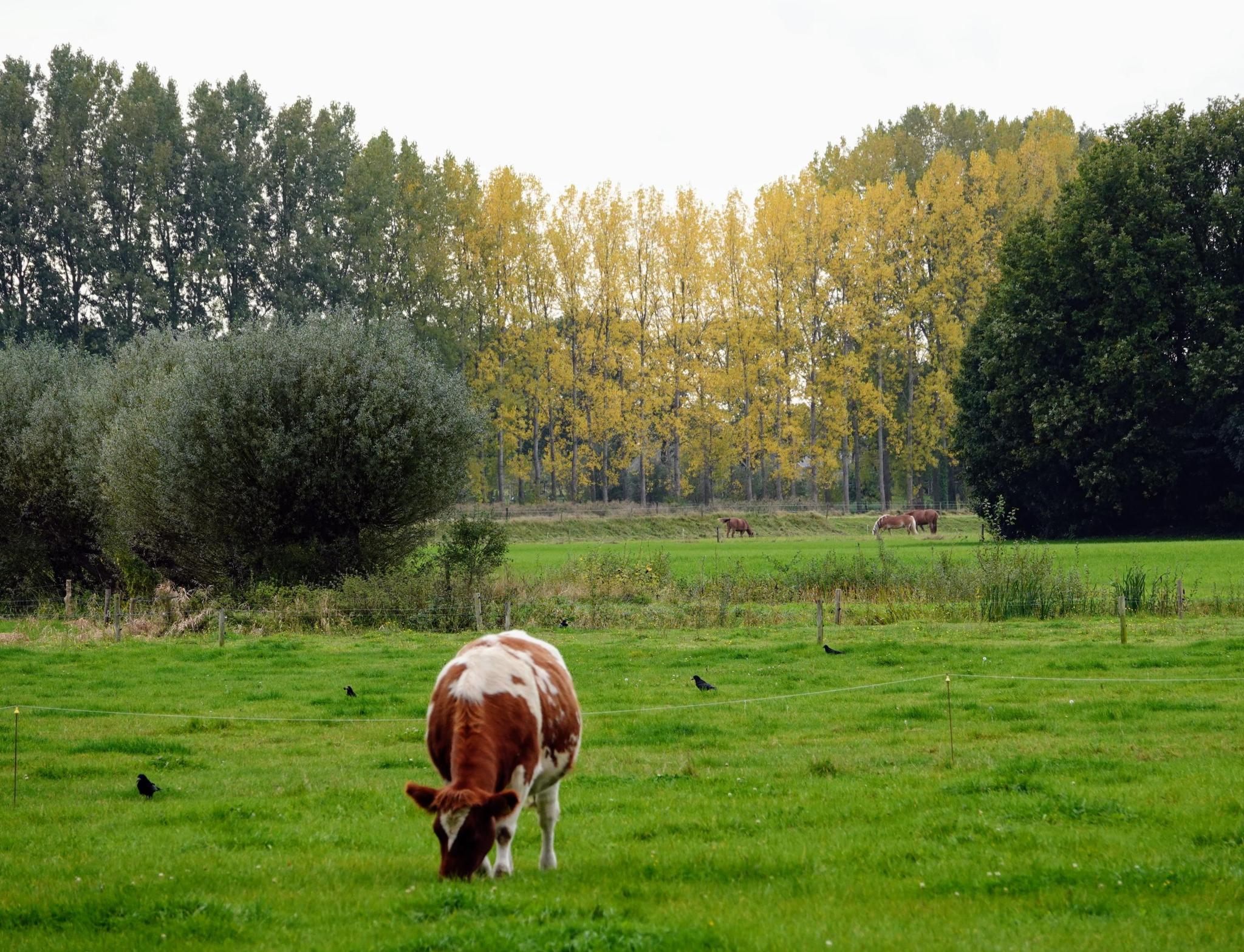 Koe graast op groen veld met bomenrij en kraaien, herfstkleuren op achtergrond.