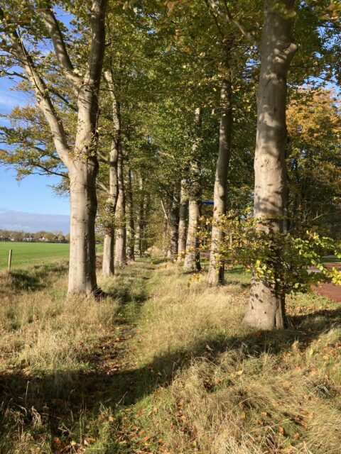 Rij hoge bomen langs een smal grasachtig pad op een zonnige herfstdag.