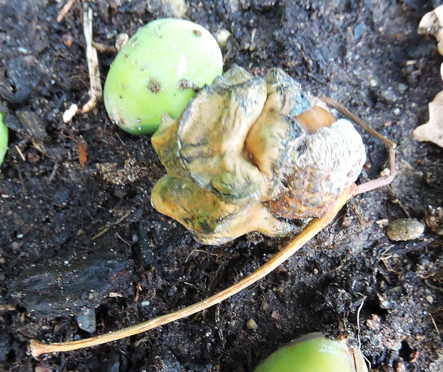 Rotte walnoot op aarde met groene vrucht ernaast.