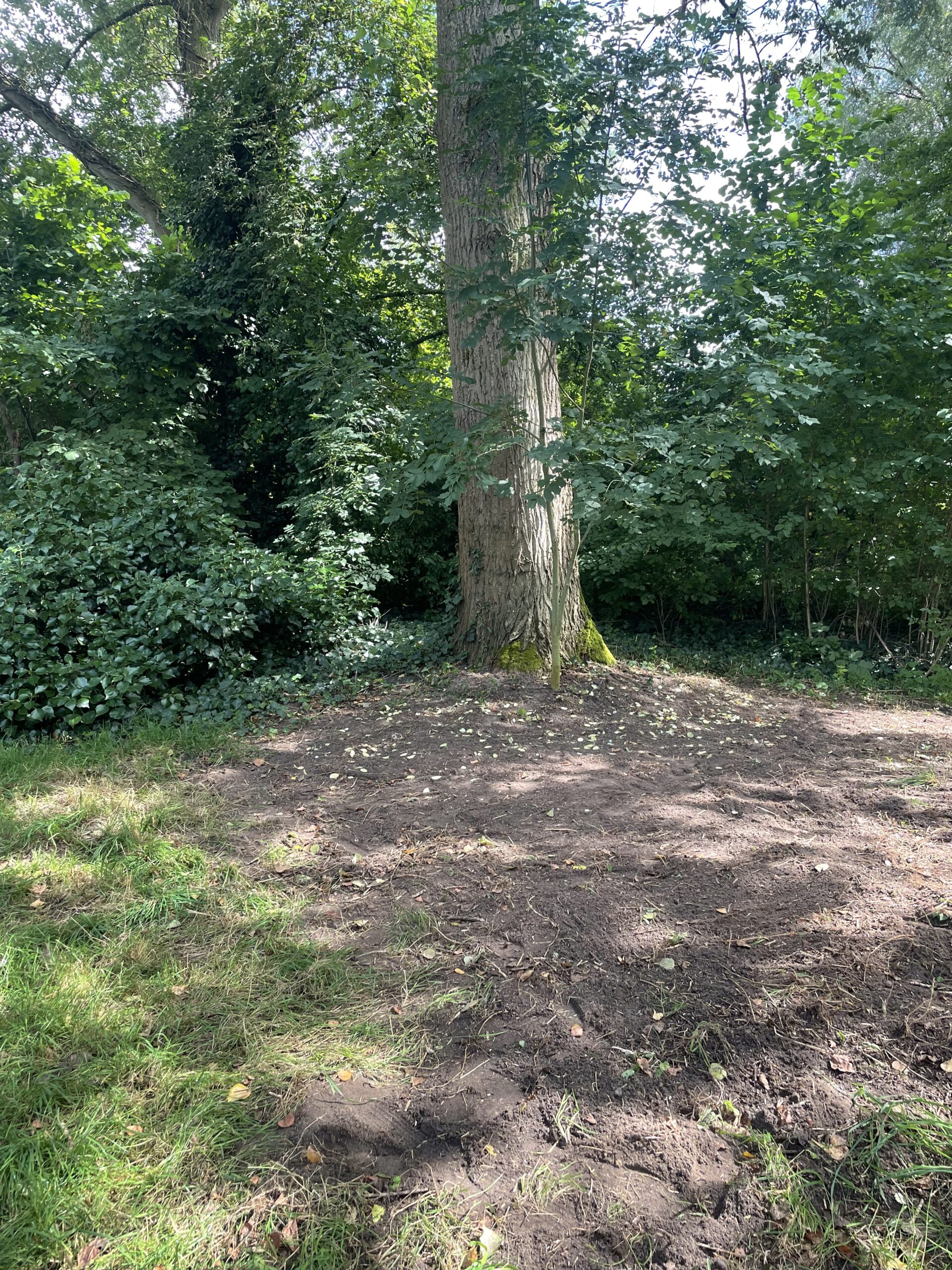 Boom in een groene bosrijke omgeving met een kale bruine grond eromheen.