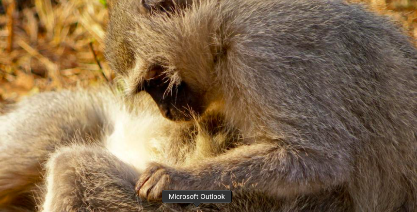 Aap zit in gras, gebogen naar een kleinere aap, in een kalme scène van verzorging.