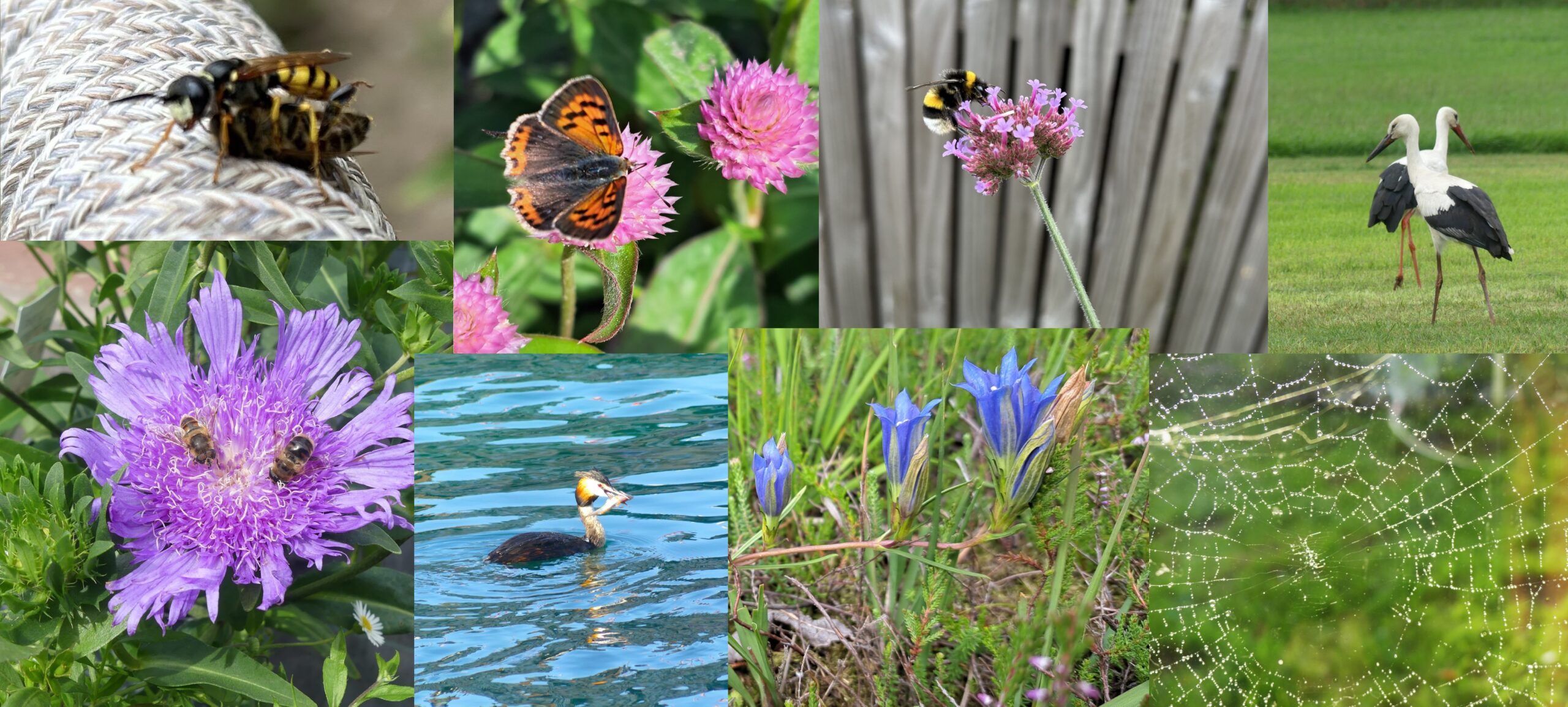Collage van natuurbeelden: bijen en vlinders op bloemen, ooievaars in een veld, en een spinnenweb.