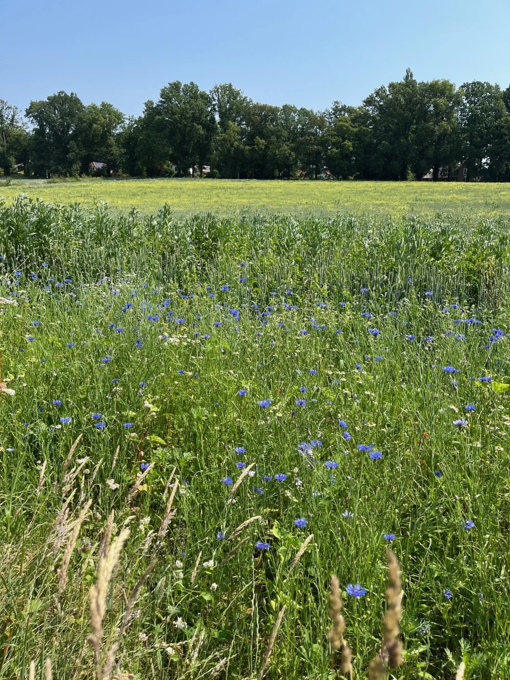 Bloemenweide met korenbloemen en groen gras, omgeven door bomen onder een blauwe lucht.