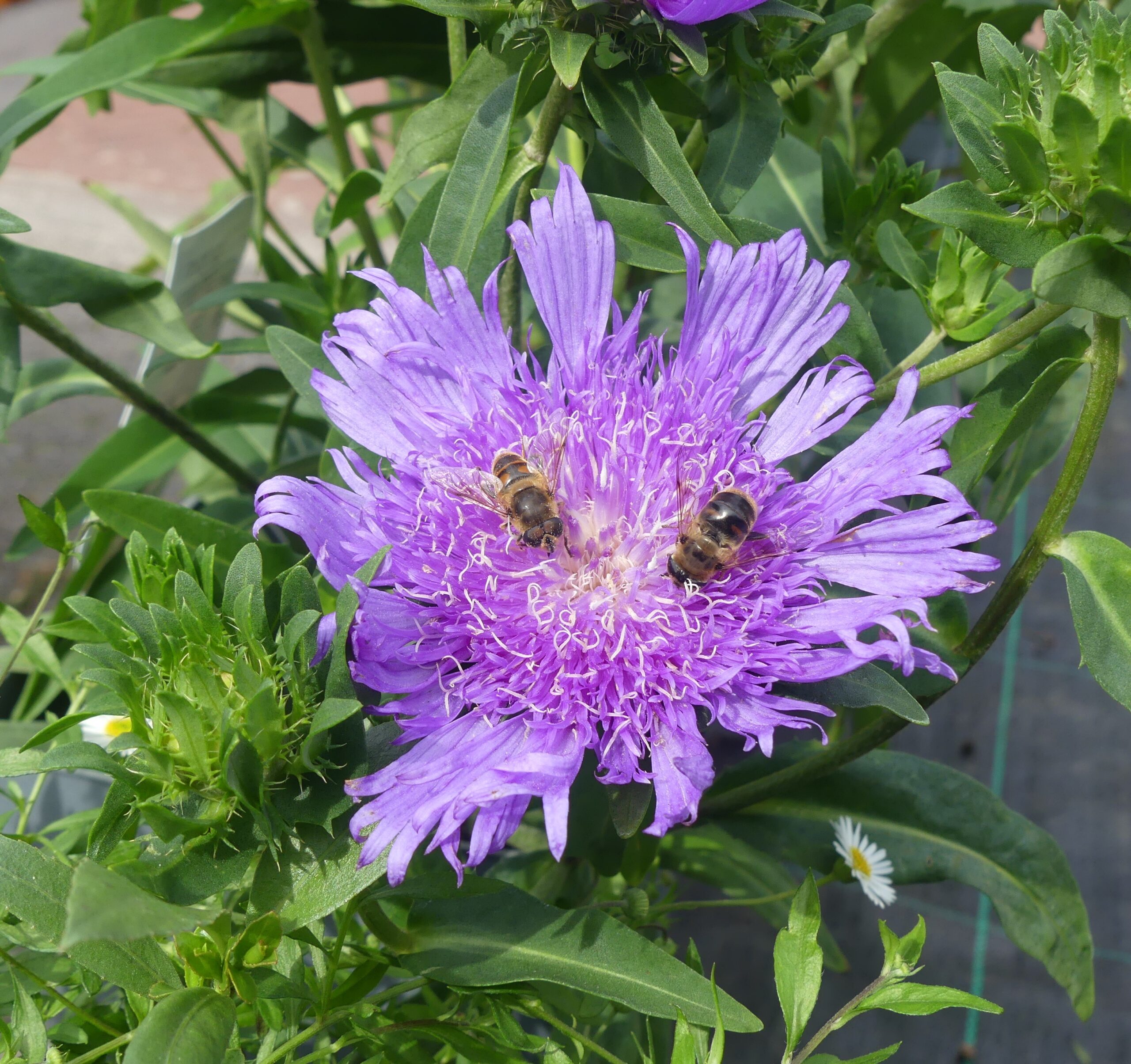 Paarse bloem met twee bijen op de bloemblaadjes, omringd door groene bladeren.