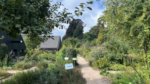 Weelderige tuin met paadjes, groene planten en een houten huis op de achtergrond.