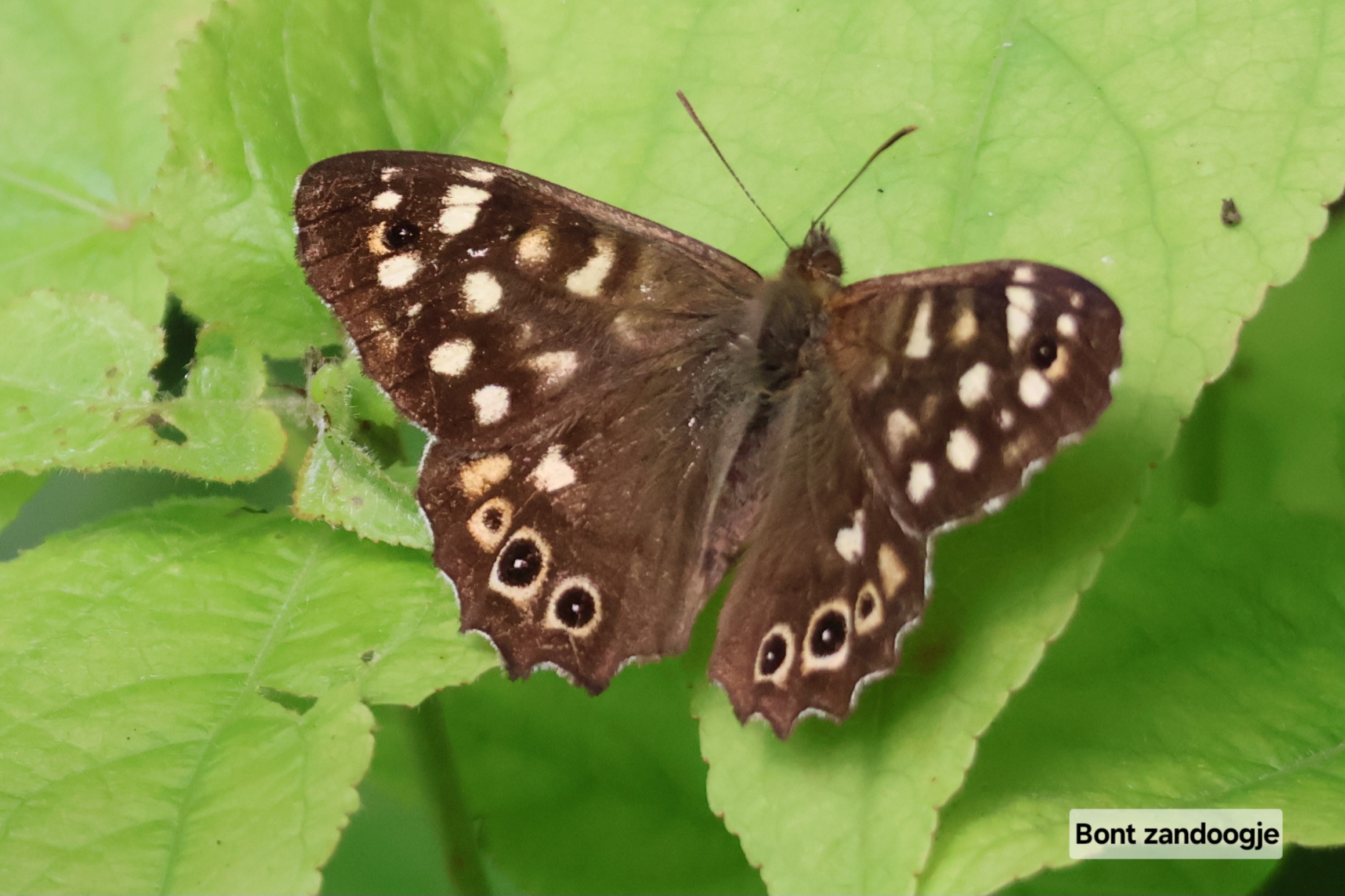 Bont zandoogje vlinder met gevlekte vleugels op groen blad.