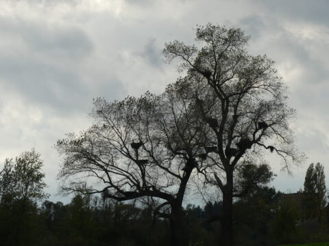 Silhouet van een boom met nest in kale takken tegen een bewolkte lucht.