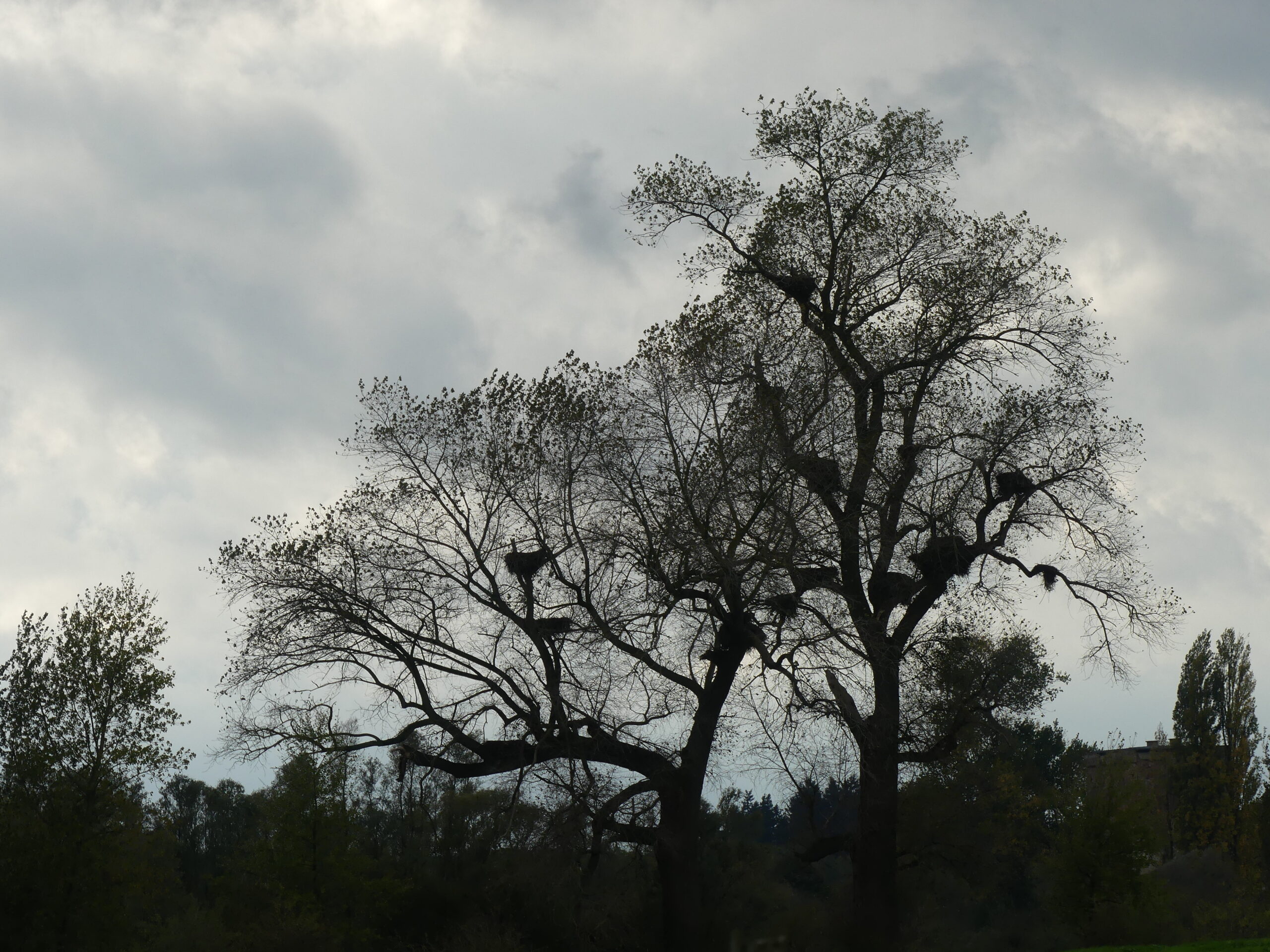 Silhouet van een boom met nest in kale takken tegen een bewolkte lucht.