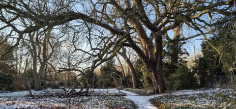 Oude boom met grillige takken en dunne sneeuwlaag in een winterse parksetting.