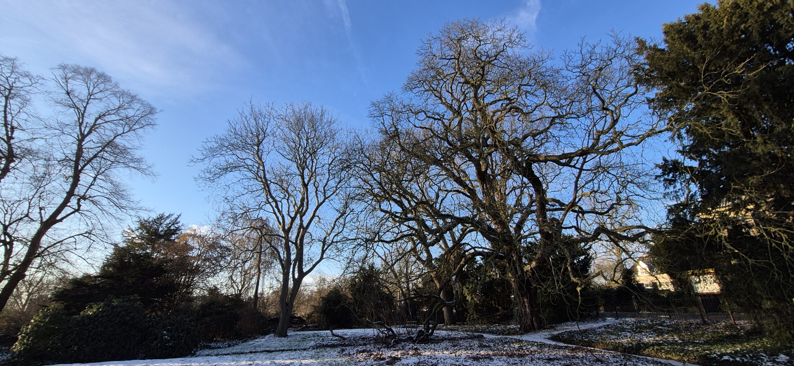 Bomen met kale takken in een parkachtige omgeving, dunne sneeuwlaag op de grond onder blauwe lucht.