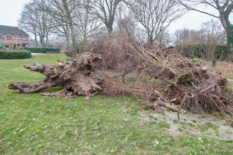 Omgevallen boom met wortels blootliggend in grasveld, omringd door kale bomen.