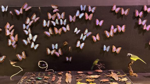 Verschillende vlinders en vogels tentoongesteld op een zwarte achtergrond, omringd door insecten.