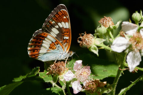 Kleine vosvlinder op roze bloemen in het zonlicht, donkere achtergrond.
