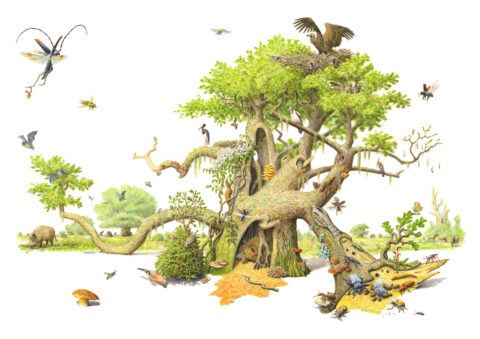 Boom met diverse dieren en insecten; vogels, een slang en een zwijn zijn zichtbaar in een groene omgeving.