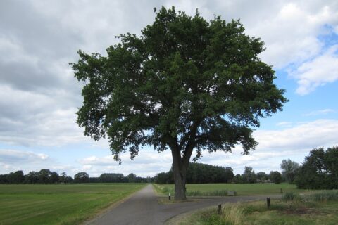 Boom langs een weg in een open groen landschap onder een gedeeltelijk bewolkte hemel.