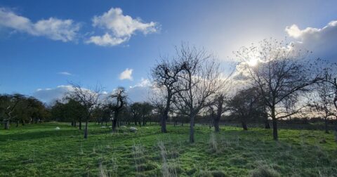 Boomgaard bij zonsopgang, kale bomen, groene weide met schapen en blauwe lucht vol wolken.