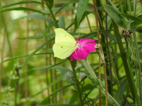 Een groene vlinder zit op een felroze bloem, omgeven door groene bladeren.