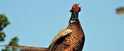 Roepende fazant op boomtak tegen een blauwe hemel.