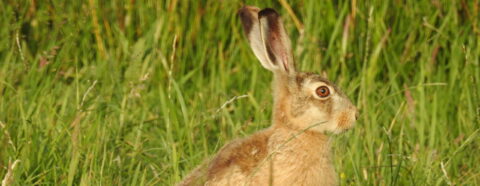 Een haas zit alert in het groene gras, omgeven door hoge grassprieten.
