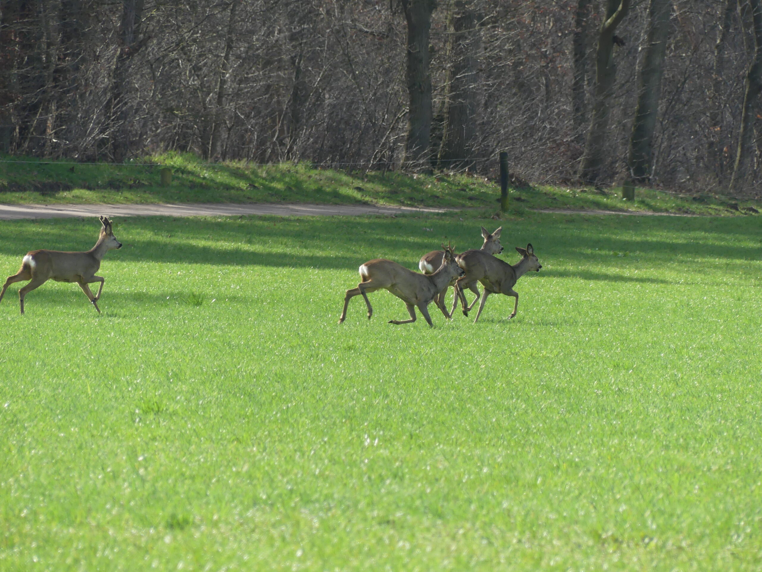 Vier reeën rennen over een groene grasvlakte, met bomen op de achtergrond.