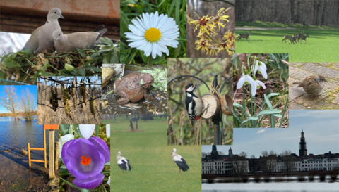 Collage van natuurbeelden: vogels, bloemen, kikkers, en een stadslandschap met een rivier.