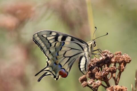 Een kleurrijke vlinder zit op een bruin, gedroogd bloemencluster tegen een wazige achtergrond.