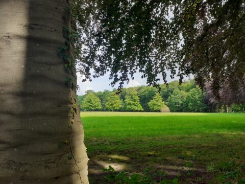 Boomstam met klimop voor een groen veld en bomen bij helder weer.